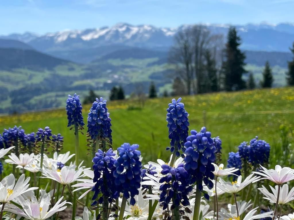 Fruehstueckspension Bilgeri Sulzberg  Exteriör bild